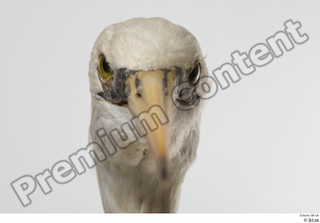 Stork  2 beak head 0004.jpg